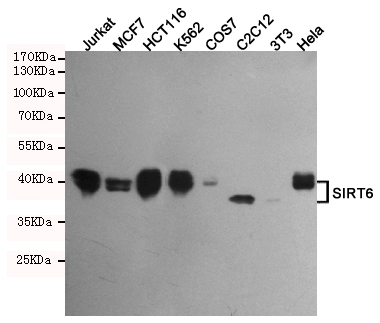 Western blot analysis of extracts from Jurkat,MCF7,HCT116,K562,COS7,C2C12,3T3 and Hela cell lysates using SIRT6 mouse mAb (1:500 diluted).Predicted band size:42,36KDa.Observed band size:42,36KDa.