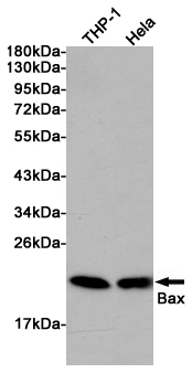 Western blot analysis of extracts from THP-1 and Hela cells using Bax Rabbit pAb at 1:1000 dilution. Predicted band size: 21kDa. Observed band size: 21kDa.