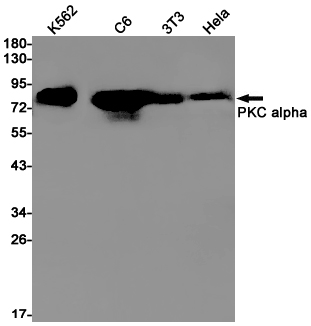Western blot detection of PKC alpha in K562,C6,3T3,Hela cell lysates using PKC alpha Rabbit pAb(1:1000 diluted).Predicted band size:77kDa.Observed band size:80kDa.