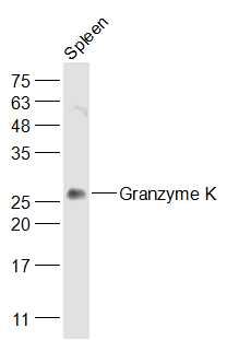 Fig1: Sample:; Spleen (Mouse) Lysate at 40 ug; Primary: Anti-Granzyme K at 1/1000 dilution; Secondary: IRDye800CW Goat Anti-Rabbit IgG at 1/20000 dilution; Predicted band size: 26 kD; Observed band size: 26 kD