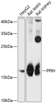Western blot - PPIH Polyclonal Antibody 