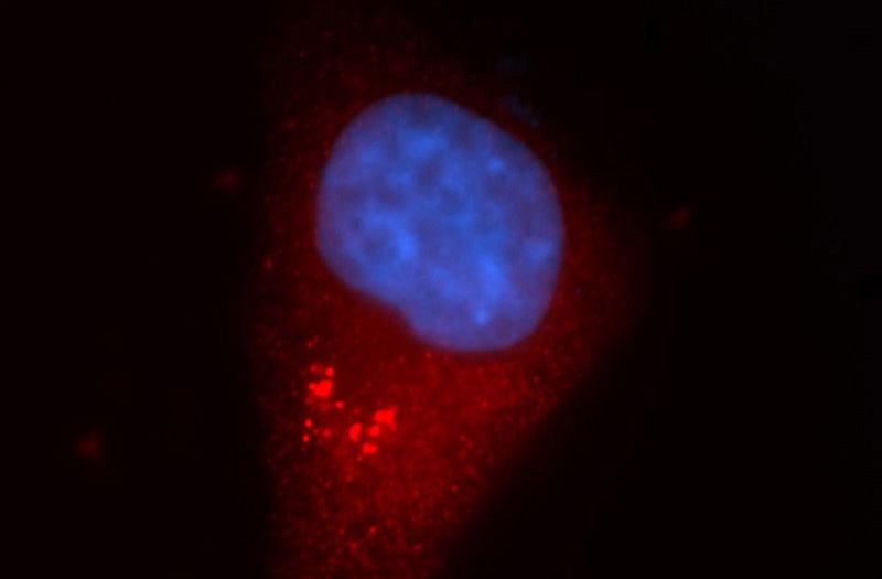 Immunofluorescent analysis of HepG2 cells, using VPS45 antibody Catalog No:116789 at 1:50 dilution and Rhodamine-labeled goat anti-rabbit IgG (red). Blue pseudocolor = DAPI (fluorescent DNA dye).