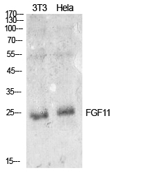 Fig1:; Western Blot analysis of NIH-3T3, Hela cells using FGF-11 Polyclonal Antibody.. Secondary antibody（catalog#：HA1001) was diluted at 1:20000