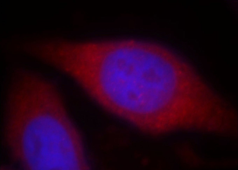 Immunofluorescent analysis of HepG2 cells, using WASF4 antibody Catalog No:116842 at 1:25 dilution and Rhodamine-labeled goat anti-rabbit IgG (red). Blue pseudocolor = DAPI (fluorescent DNA dye).