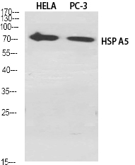 Western Blot analysis of various cells using HSP A5 Polyclonal Antibody