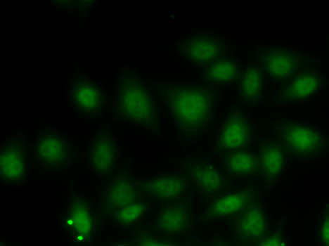 Immunofluorescence - RORA Polyclonal Antibody 