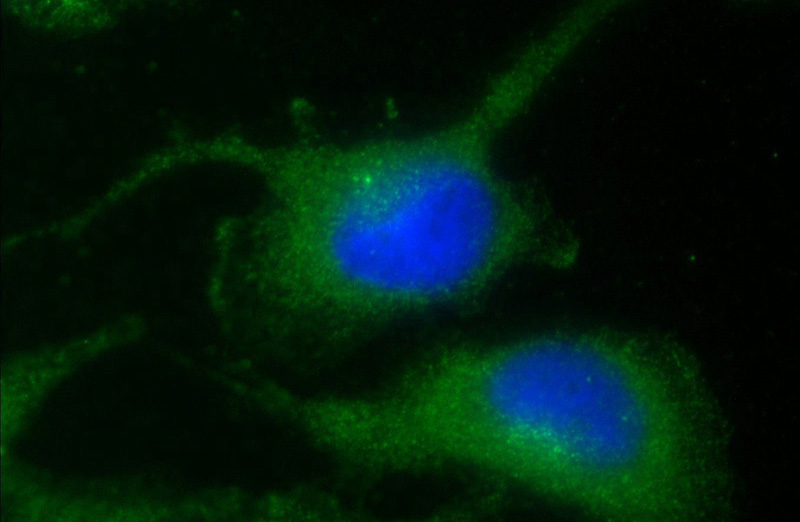 Immunofluorescent analysis of U-251 cells using Catalog No:113115(Nestin Antibody) at dilution of 1:25 and Alexa Fluor 488-congugated AffiniPure Goat Anti-Rabbit IgG(H+L)