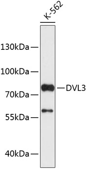 Western blot - DVL3 Polyclonal Antibody 