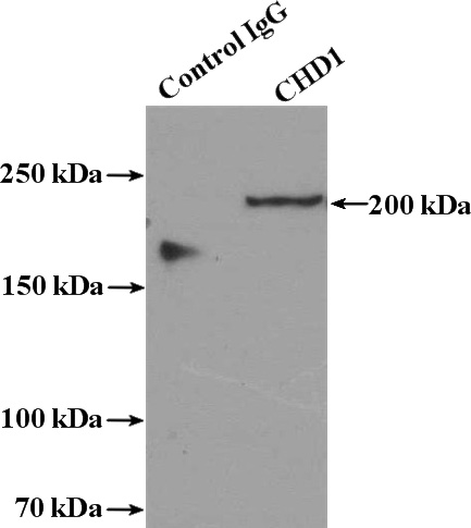 IP Result of anti-CHD1 (IP:Catalog No:109217, 4ug; Detection:Catalog No:109217 1:300) with HeLa cells lysate 1600ug.
