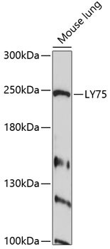 Western blot - LY75 Polyclonal Antibody 