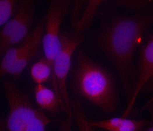 Immunofluorescence staining of methanol-fixed Hela cells using HDAC2 (Ab-394) Antibody .