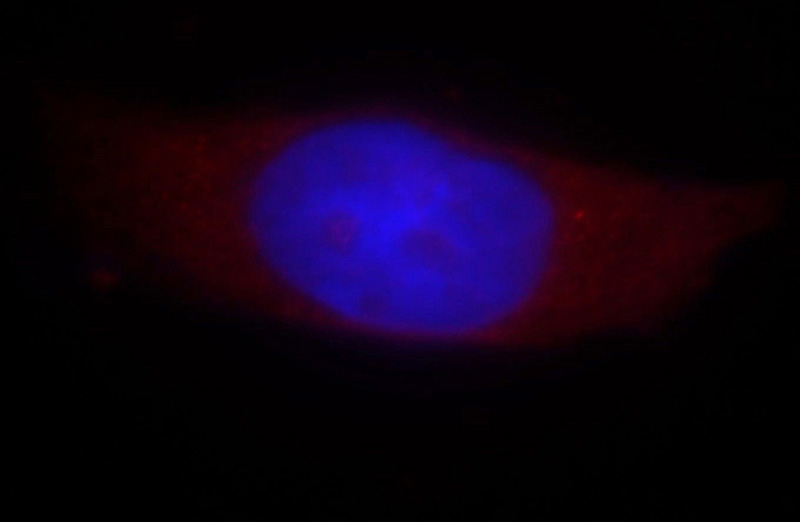 Immunofluorescent analysis of Hela cells, using TSSC4 antibody Catalog No:116372 at 1:25 dilution and Rhodamine-labeled goat anti-rabbit IgG (red). Blue pseudocolor = DAPI (fluorescent DNA dye).