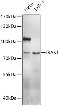 Western blot - IRAK1 Polyclonal Antibody 