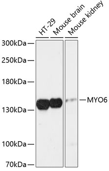 Western blot - MYO6 Polyclonal Antibody 