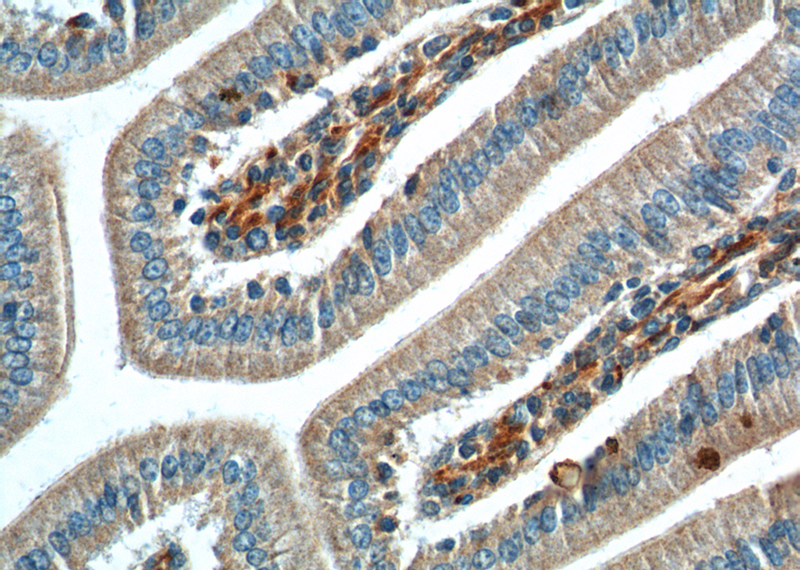 Immunohistochemistry of paraffin-embedded mouse small intestine tissue slide using Catalog No:114851(RSPO2 Antibody) at dilution of 1:200 (under 40x lens).