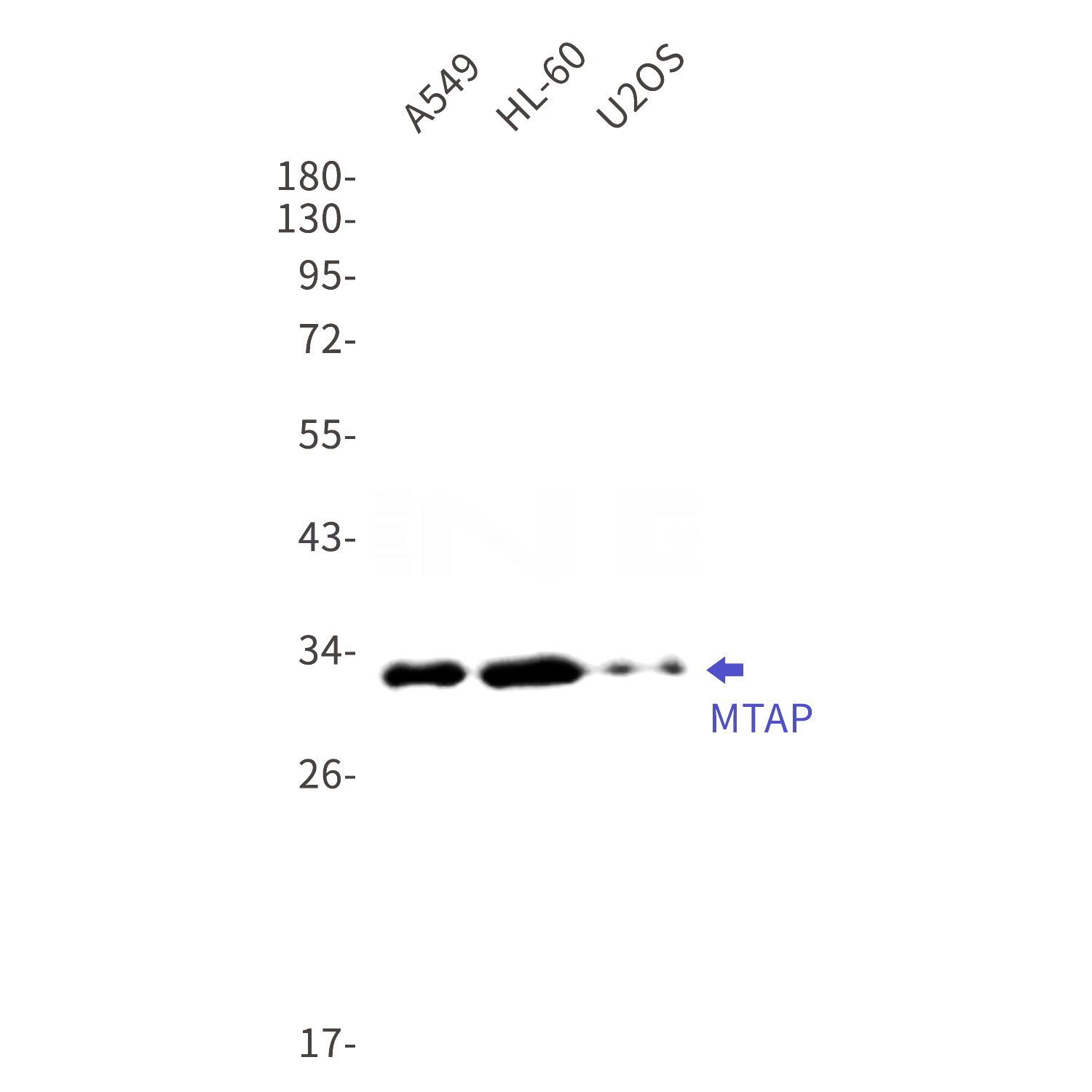 Western blot detection of MTAP in A549,HL-60,U2OS cell lysates using MTAP Rabbit mAb(1:1000 diluted).Predicted band size:31kDa.Observed band size:31kDa.