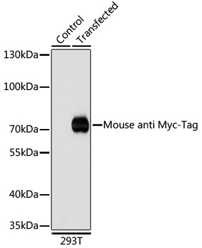 Western blot - Mouse anti Myc-Tag mAb 
