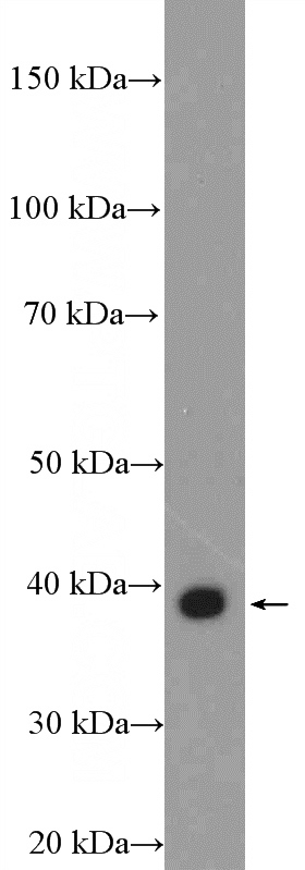 mouse liver tissue were subjected to SDS PAGE followed by western blot with Catalog No:110297(EDA Antibody) at dilution of 1:100