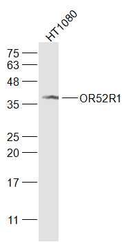 Fig1: Sample:; HT1080(Human) Cell Lysate at 30 ug; Primary: Anti-OR52R1 at 1/300 dilution; Secondary: IRDye800CW Goat Anti-Rabbit IgG at 1/20000 dilution; Predicted band size: 35 kD; Observed band size: 35 kD
