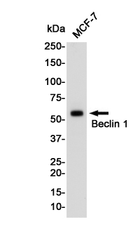 Western blot detection of Beclin 1 in MCF-7 cell lysates using Beclin 1 Rabbit pAb(1:1000 diluted).Predicted band size:52KDa.Observed band size:52KDa.