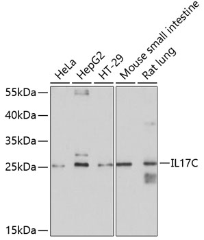 Western blot - IL17C Polyclonal Antibody 