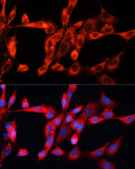 Immunofluorescence - STX2 Polyclonal Antibody 