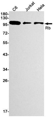 Western blot detection of Rb in C6,Jurkat,Hela cell lysates using Rb Rabbit mAb(1:1000 diluted).Predicted band size:106kDa.Observed band size:106kDa.