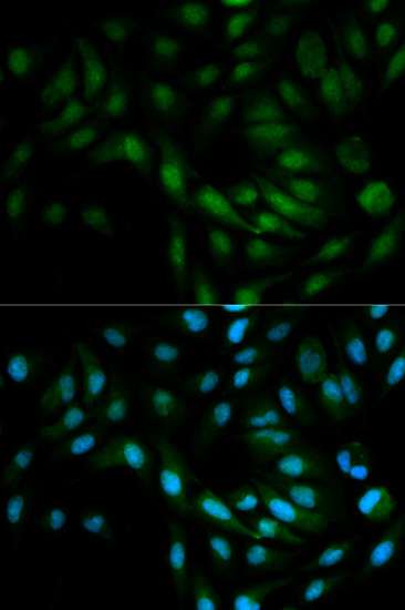 Immunofluorescence - MAPK7 Polyclonal Antibody 