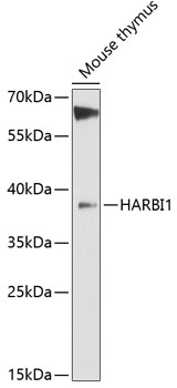 Western blot - HARBI1 Polyclonal Antibody 