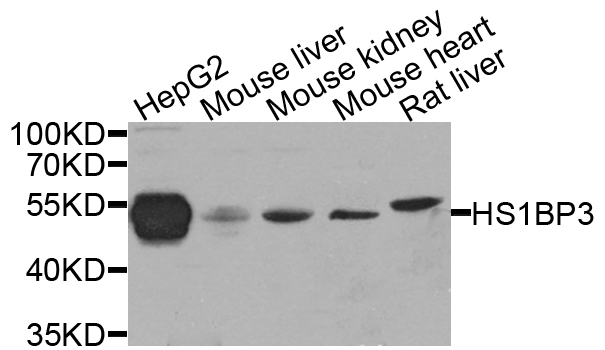 Western blot - HS1BP3 Polyclonal Antibody 