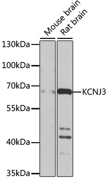 Western blot - KCNJ3 Polyclonal Antibody 