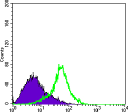 Flow cytometric analysis of Hela cells using Metadherin mouse mAb (green) and negative control (purple).