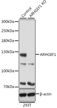 Western blot - ARHGEF1 Polyclonal Antibody 