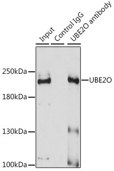Immunoprecipitation - UBE2O Polyclonal Antibody 