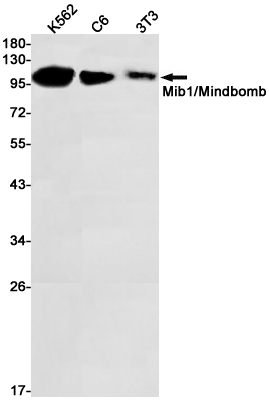 Western blot detection of Mib1/Mindbomb in K562,Hela cell lysates using Mib1/Mindbomb Rabbit pAb(1:1000 diluted).Predicted band size:110kDa.Observed band size:110kDa.