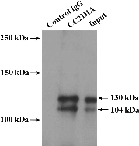 IP Result of anti-CC2D1A (IP:Catalog No:108951, 4ug; Detection:Catalog No:108951 1:2000) with mouse liver tissue lysate 4000ug.