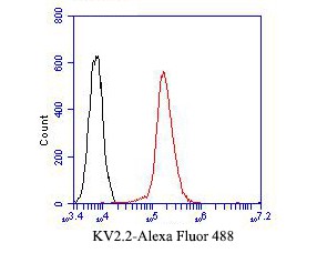 Fig4:; Flow cytometric analysis of KV2.2 was done on A431 cells. The cells were fixed, permeabilized and stained with the primary antibody ( 1/50) (red). After incubation of the primary antibody at room temperature for an hour, the cells were stained with a Alexa Fluor 488-conjugated Goat anti-Rabbit IgG Secondary antibody at 1/1000 dilution for 30 minutes.Unlabelled sample was used as a control (cells without incubation with primary antibody; black).