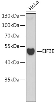 Western blot - EIF3E Polyclonal Antibody 