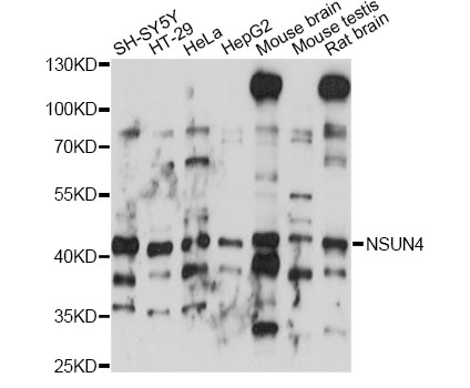Western blot - NSUN4 Polyclonal Antibody 