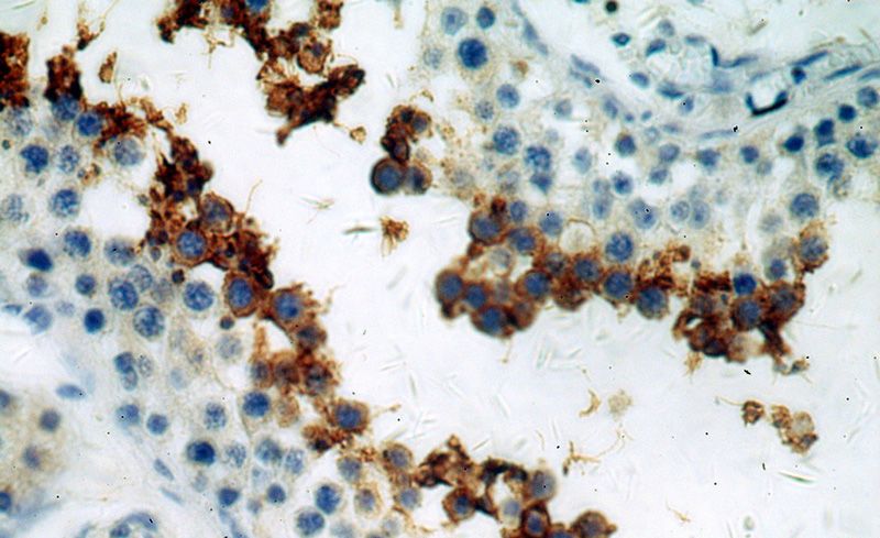Immunohistochemical of paraffin-embedded human testis using Catalog No:111024(GLIPR1L1 antibody) at dilution of 1:100 (under 40x lens)