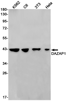Western blot detection of DAZAP1 in K562,C6,3T3,Hela cell lysates using DAZAP1 Rabbit pAb(1:1000 diluted).Predicted band size:43kDa.Observed band size:43kDa.