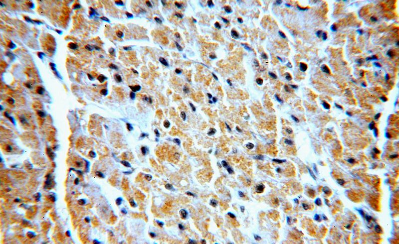 Immunohistochemical of paraffin-embedded human heart using Catalog No:116783(PIK3C3 antibody) at dilution of 1:100 (under 40x lens)