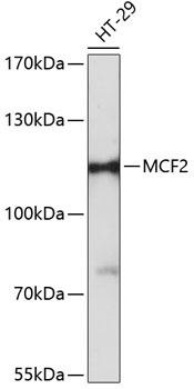 Western blot - MCF2 Polyclonal Antibody 
