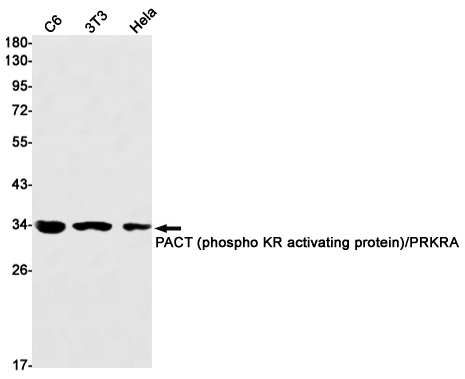 Anti-PACT (phospho KR activating protein)/PRKRA Rabbit antibody