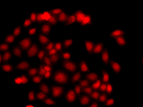 Immunofluorescence - MLF1 Polyclonal Antibody 