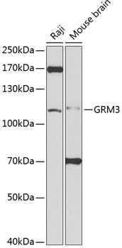 Western blot - GRM3 Polyclonal Antibody 