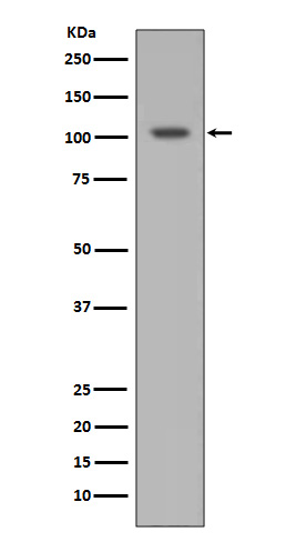 Western blot analysis of HIF-1 alpha expression in Ramos cell lysate.