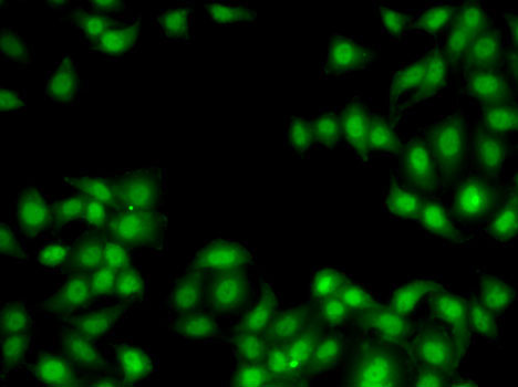 Immunofluorescence - MYO1C Polyclonal Antibody 