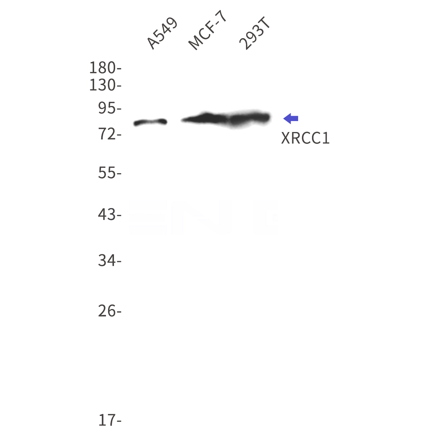 Western blot detection of XRCC1 in A549,MCF-7,293T cell lysates using XRCC1 Rabbit mAb(1:1000 diluted).Predicted band size:70kDa.Observed band size:82kDa.