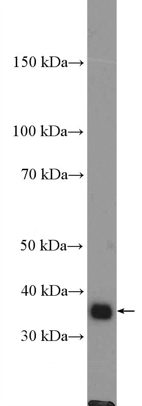 HeLa cells were subjected to SDS PAGE followed by western blot with Catalog No:110095(DNAJB4 Antibody) at dilution of 1:2000